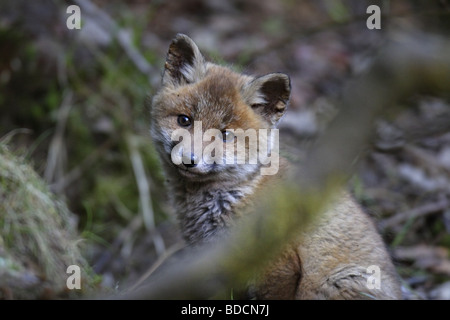 Europäischer Rotfuchs (Vulpes vulpes) Renard roux Banque D'Images