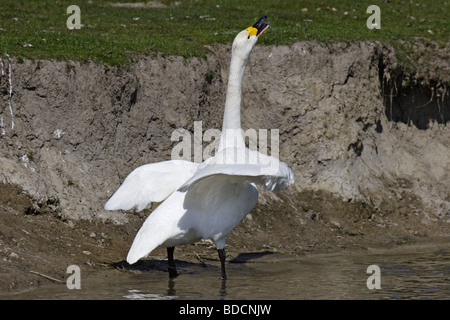 Singschwan (Cygnus cygnus cygne chanteur européen) Banque D'Images