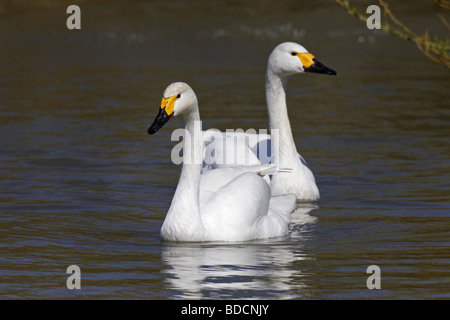 Singschwan (Cygnus cygnus cygne chanteur européen) Banque D'Images