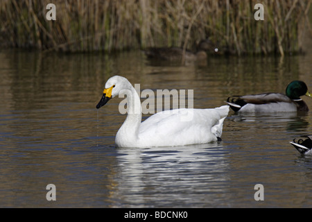 Singschwan (Cygnus cygnus cygne chanteur européen) Banque D'Images