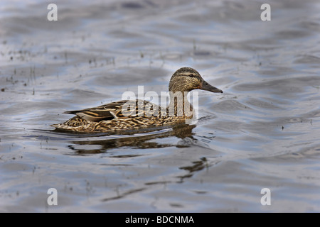 Stockente mallard (Anas platyrhynchos) - femmes Banque D'Images