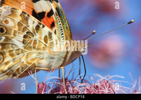 Papillon écaille close up Aglais urticae Banque D'Images