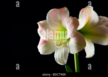 AmaryllisLily Banque D'Images