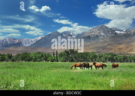 Les chevaux vivant à l'Est de la Sierra Nevada Banque D'Images