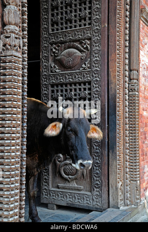 Saint sacré stand bull debout devant une porte de bois de la porte d'un temple Pashupatinath Temple vallée de Katmandou au Népal Banque D'Images