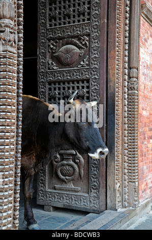 Saint sacré stand bull debout devant une porte de bois de la porte d'un temple Pashupatinath Temple vallée de Katmandou au Népal Banque D'Images