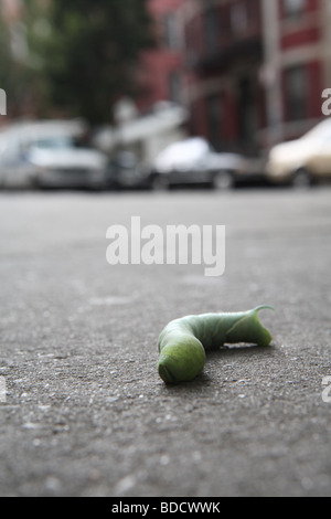 Un sphinx de la tomate à la recherche d'un endroit pour se nymphoser sur le trottoir Banque D'Images