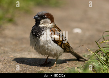 Moineau domestique coûts sur la terre et l'air dans un objectif Banque D'Images