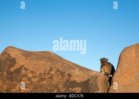 Les jeunes rock hyrax, Procavia johnstonia, dassie, Quiver Tree Forest, Keetmanshoop, Namibie, Afrique du Sud Banque D'Images