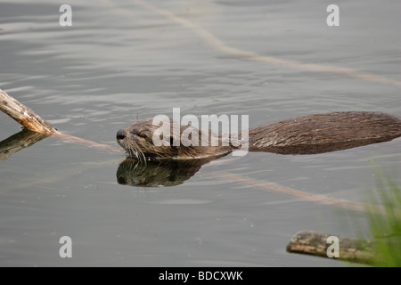 La loutre Lutra lutra couché dans l'eau avec sa tête sur un journal flottant dans Trout Lake Yellowstone Banque D'Images