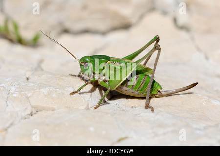 Wartbiter Bush-cricket Decticus verrucivorus Banque D'Images