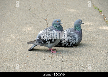 Pigeons sauvages Columba livia dans chemin Banque D'Images