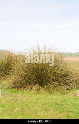 Sharp a fait Juncus acutus Llanstephan Beach Carmarthenshire Wales Cymru UK GO Banque D'Images
