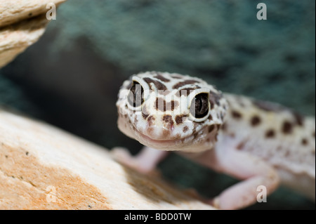 Nature eublepharis gecko, lézard, dragon, couleur camouflage, gecko léopard, terrarium, primitif, animal blanc reptile iguana Banque D'Images