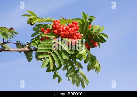 Sorbus aucuparia Rowan berries contre un ciel bleu, Kent UK summer Banque D'Images