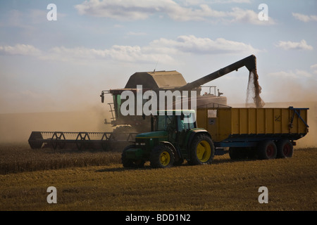 Moissonneuse-batteuse et le tracteur au travail dans la région de Essex Ashen près de Clare dans la région de Suffolk Banque D'Images