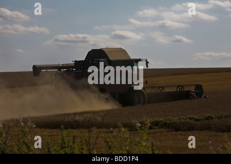 Moissonneuse-batteuse au travail dans Essex Ashen près de Clare dans la région de Suffolk Banque D'Images