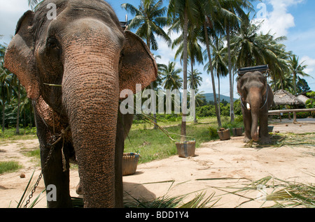 Deux éléphants se nourrissant sur des feuilles de palmier sur l'île de Koh Samui Thaïlande Banque D'Images