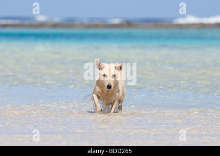 Chien sur une plage de Rarotonga, îles Cook Banque D'Images