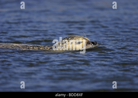 Seehund (Phoca vitulina) Phoque commun Banque D'Images