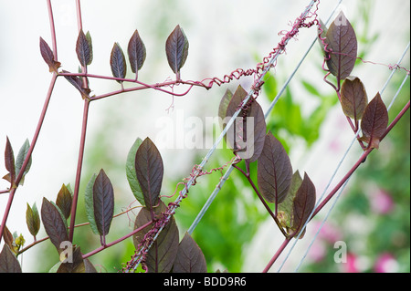 Cobaea scandens. Tasse et soucoupe plant de vigne grimpant sur un support de câbles dans un jardin. UK Banque D'Images