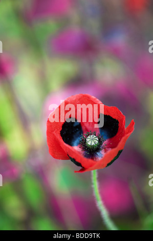 Papaver commutatum pavot ladybird Banque D'Images