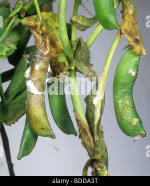 Pourriture & souches (Sclerotinia sclerotiorum) Symptômes de la maladie sur un pea pod Banque D'Images