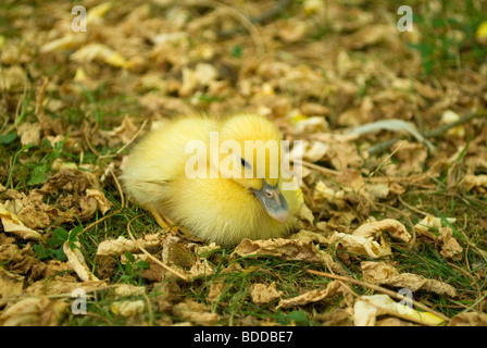 Petit canard de Barbarie, Arcanhac, France. Banque D'Images