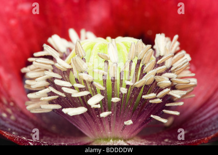 Étamines de fleur de pavot. Jardin rouge variété de pavot à opium. Jardin britannique. Banque D'Images