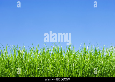 L'herbe, low angle contre le ciel bleu Banque D'Images