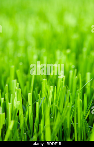 Herbe de la pelouse Banque D'Images