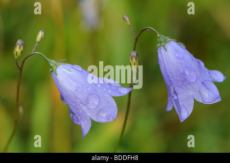 Harebells (Campanula rotundifolia) Banque D'Images