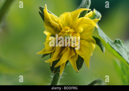 Pucerons sur fleur de tomate (Lycopersicon esculentum) variété 'Cuor di Bue' Banque D'Images