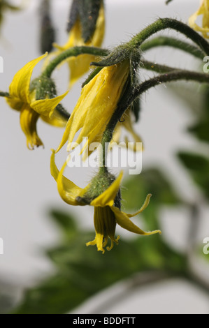 La tomate (Lycopersicon esculentum) variété à fleurs 'russe' Noir Banque D'Images