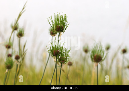 L'oignon sauvage (Allium vineale var compactum) Banque D'Images