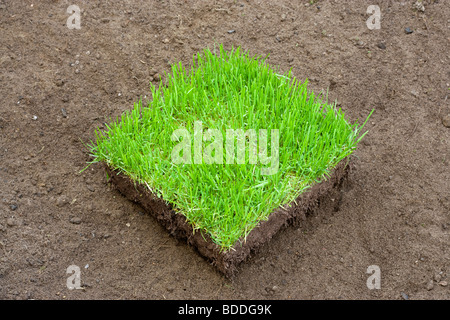 Carré de gazon nouveau sur sol préparé Banque D'Images