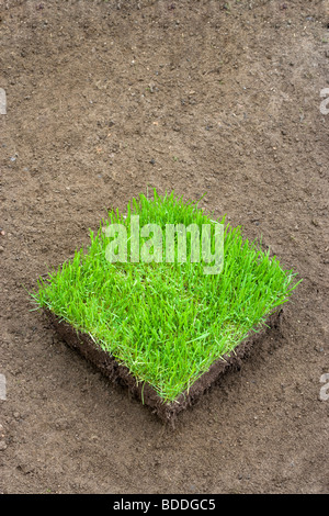 Carré de gazon nouveau sur sol préparé Banque D'Images