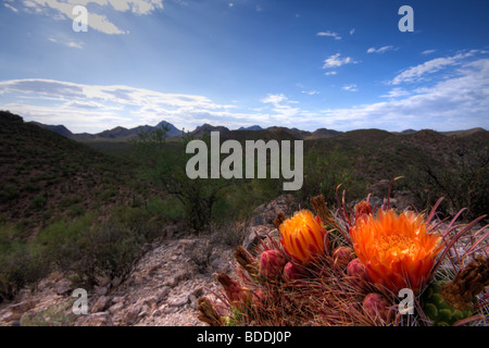 Un beau barrel cactus fleur dans le désert de Sonora Banque D'Images