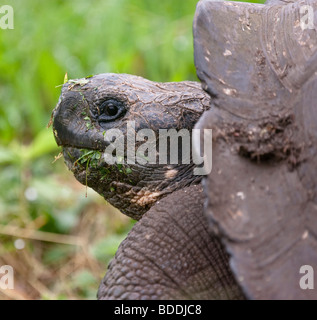 Une coupole-shell tortue géante des Galapagos ressemble a l'air, alerte, à son environnement sur l'île de Santa Cruz dans les Galapagos, Equateur. Banque D'Images