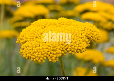 L'Achillea Coronation Gold Banque D'Images