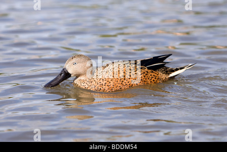 Canard souchet, Anas platalea rouge Banque D'Images