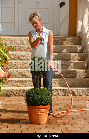 Arrosage femme / buis (Buxus sempervirens) / tuyau de jardin Banque D'Images