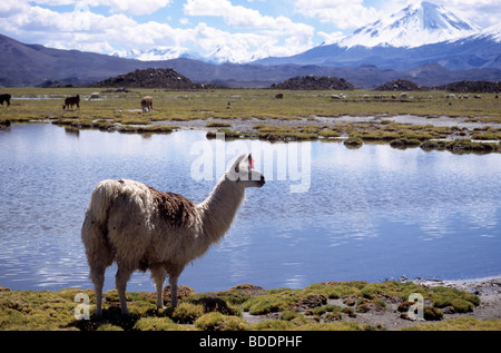 Un Alpaga sur l'Altiplano de Lauca dans le nord du Chili. Banque D'Images