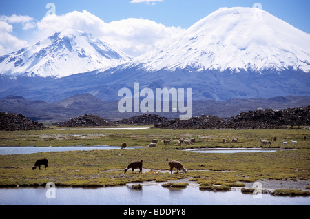 Alpagas et lamas sur les hautes plaines du Parc National Lauca au Chili. Banque D'Images