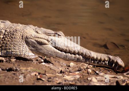 Crocodile d'eau douce, Windjana Gorge, Kimberlies, Australie occidentale. Banque D'Images