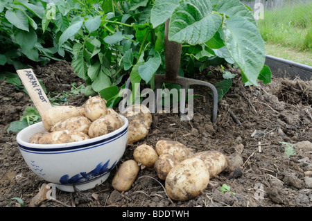 Premier début de pommes de terre nouvelles, Arran 'Pilote', fraîchement creusées, les tubercules en Chine bol, UK, Mai Banque D'Images