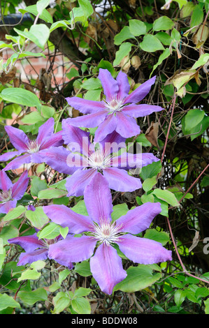 Clematis, 'Elsa Spath', grosses fleurs variété précoce, les fleurs en pleine floraison, Royaume-Uni, juin Banque D'Images