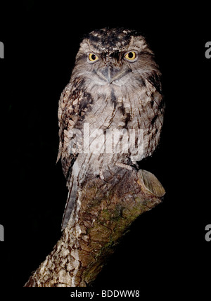 (Podargus strigoides Tawny Une grille supérieure) Banque D'Images