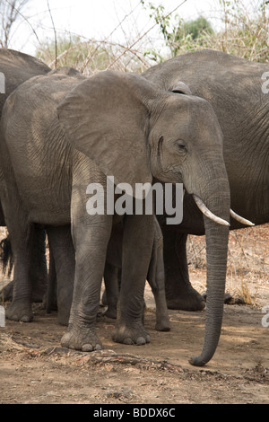 La Zambie, Tafika Camp. La Rivière Luangwa South Luangwa National Park, John et Carol Coppinger. Troupeau d'éléphants Banque D'Images