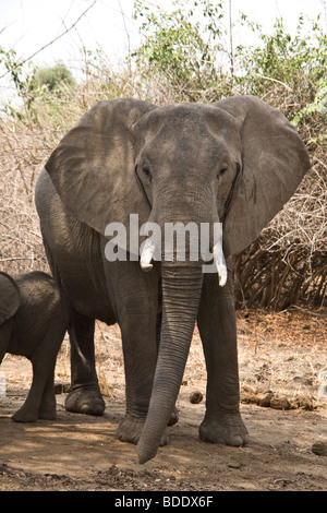 La Zambie, Tafika Camp, Luangwa River, South Luangwa National Park John et Carol Coppinger. Elephant Banque D'Images